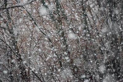 被雪覆盖的树